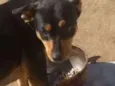 Toninho 