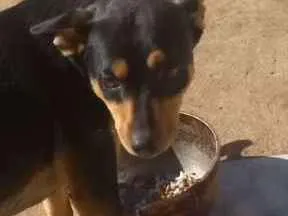 Cachorro ra a Vira lata idade 2 anos nome Toninho 