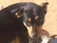 Toninho 