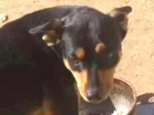 Cachorro raça Vira lata idade 2 anos nome Toninho 