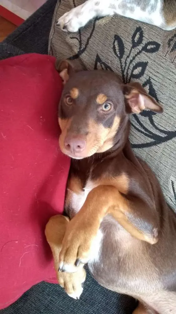 Cachorro ra a Vira  idade 2 anos nome Max