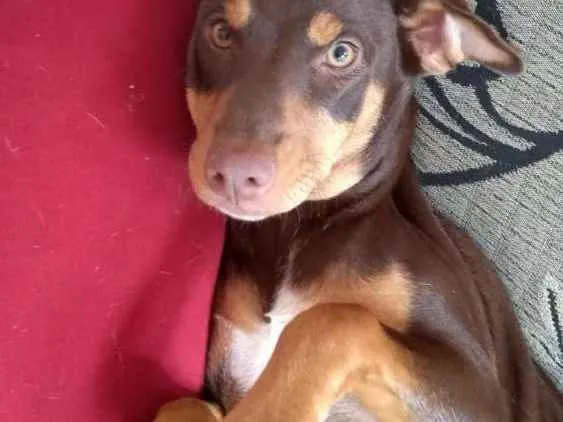 Cachorro ra a Vira  idade 2 anos nome Max