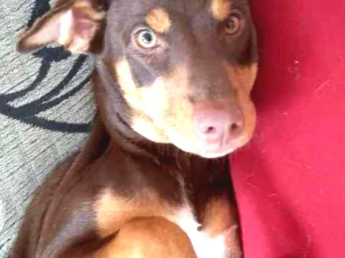 Cachorro ra a Vira  idade 2 anos nome Max