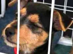 Cachorro raça Srd idade 2 a 6 meses nome Igor