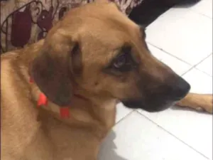 Cachorro raça Srd idade 5 anos nome Lana