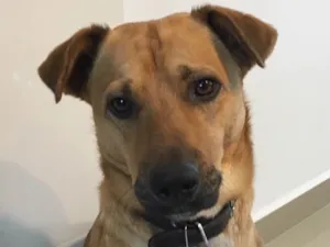 Cachorro raça Não definida idade 1 ano nome Bartolomeu 