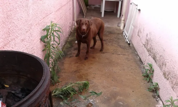 Cachorro ra a Labrador idade 6 ou mais anos nome Thor