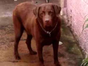 Cachorro raça Labrador idade 6 ou mais anos nome Thor