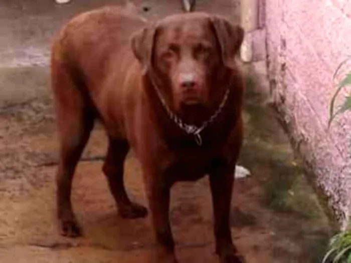 Cachorro ra a Labrador idade 6 ou mais anos nome Thor