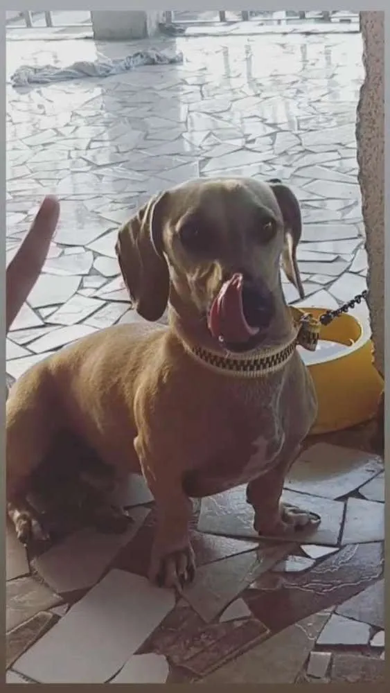 Cachorro ra a Basset idade 1 ano nome Major