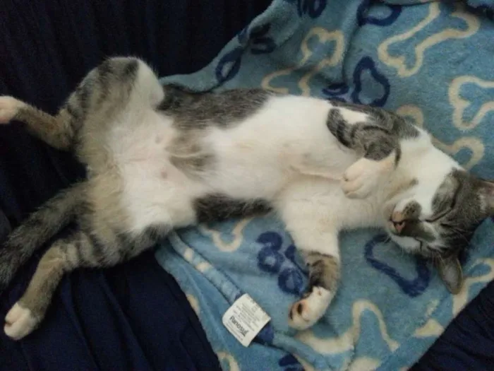 Gato ra a sem raça definida idade 2 anos nome Claus