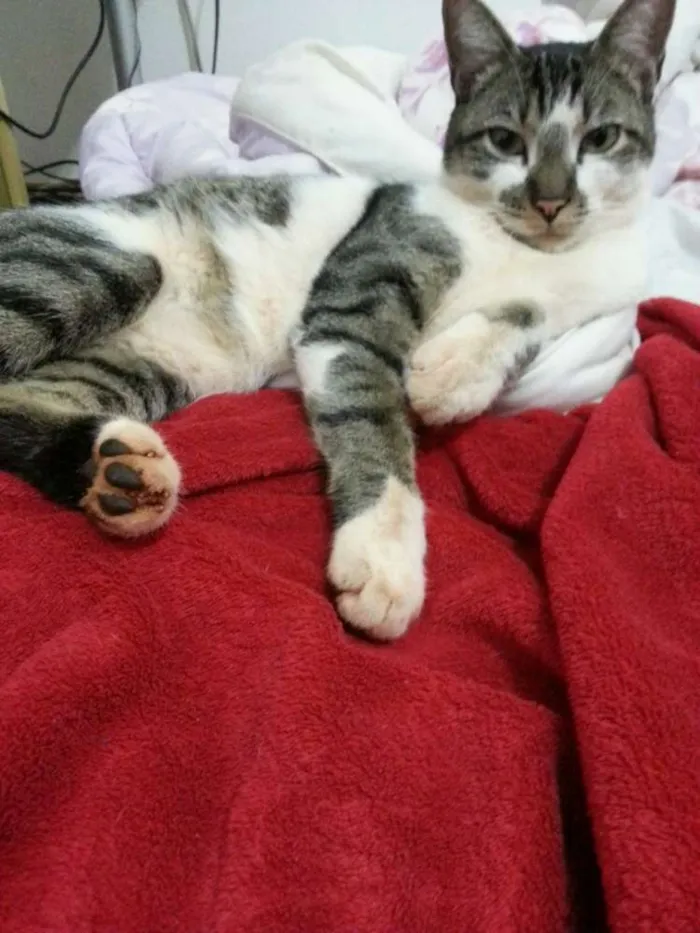 Gato ra a sem raça definida idade 2 anos nome Claus