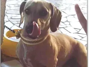 Cachorro raça Basset idade 1 ano nome Major