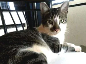 Gato raça sem raça definida idade 2 anos nome Claus