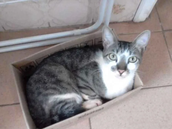 Gato ra a sem raça definida idade 2 anos nome Claus