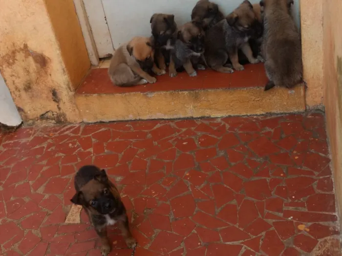 Cachorro ra a Labradora/Pastor BelgaMalinois idade 2 a 6 meses nome Não tem 