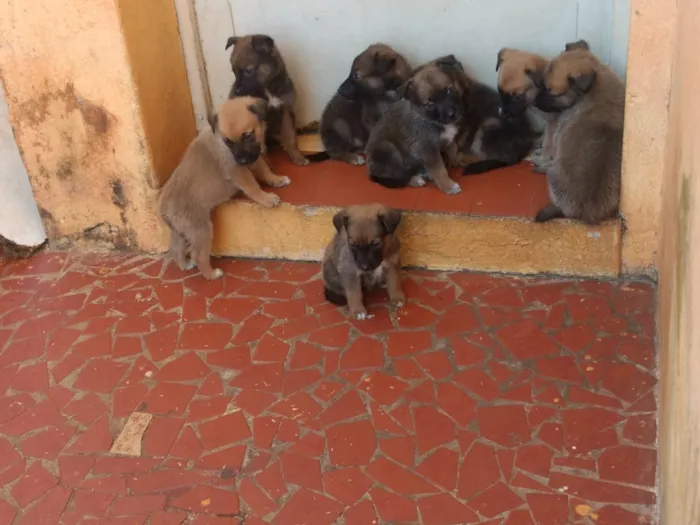 Cachorro ra a Labradora/Pastor BelgaMalinois idade 2 a 6 meses nome Não tem 