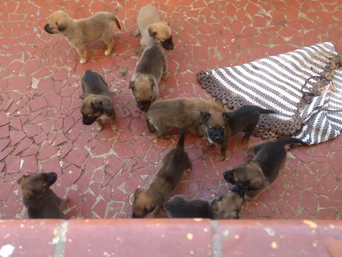 Cachorro ra a Labradora/Pastor BelgaMalinois idade 2 a 6 meses nome Não tem 