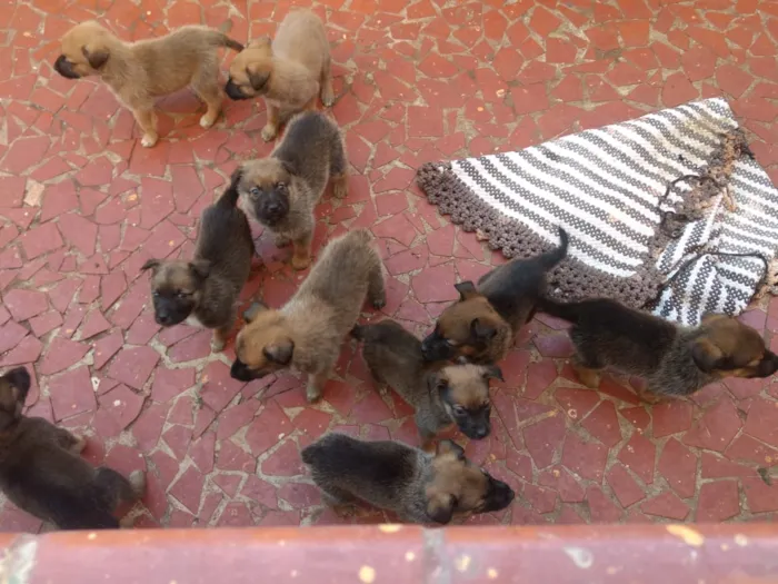 Cachorro ra a Labradora/Pastor BelgaMalinois idade 2 a 6 meses nome Não tem 