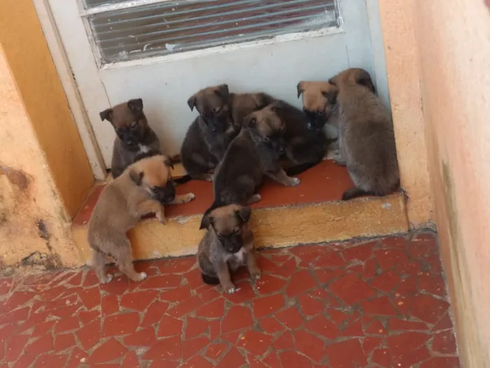 Cachorro ra a Labradora/Pastor BelgaMalinois idade 2 a 6 meses nome Não tem 