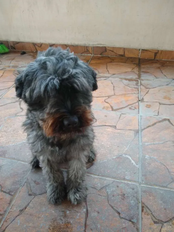 Cachorro ra a SRD idade 2 anos nome Billy
