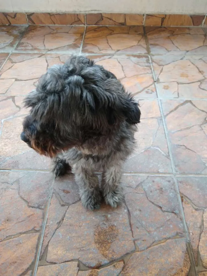 Cachorro ra a SRD idade 2 anos nome Billy