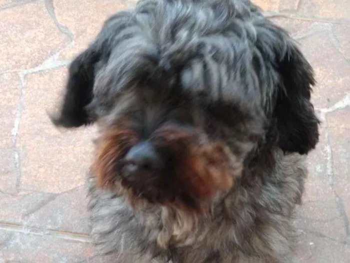 Cachorro ra a SRD idade 2 anos nome Billy
