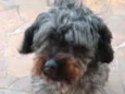 Billy