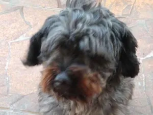 Cachorro raça SRD idade 2 anos nome Billy