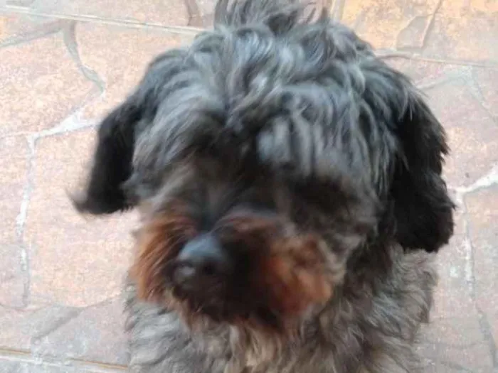 Cachorro ra a SRD idade 2 anos nome Billy