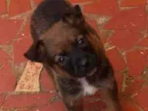 Cachorro raça Labradora/Pastor BelgaMalinois idade 2 a 6 meses nome Não tem 