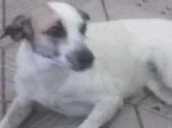 Cachorro raça SRD idade 2 anos nome Nina