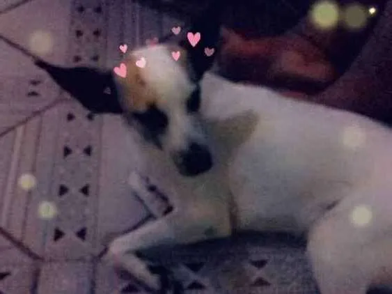 Cachorro raça SRD idade 2 anos nome Nina