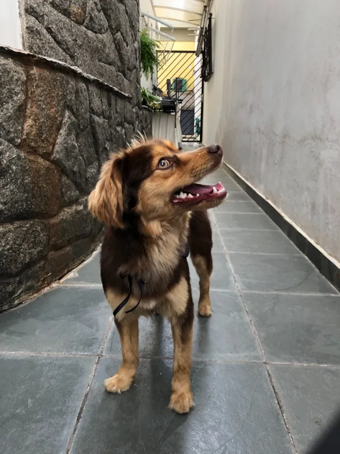 Cachorro ra a Vira lata  idade 1 ano nome Sem nome