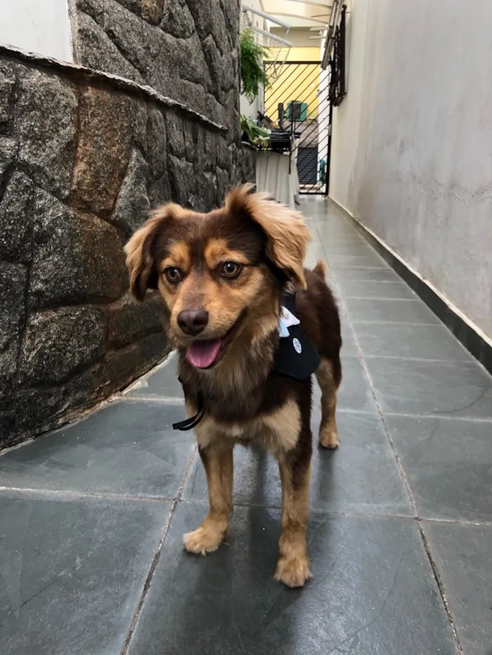 Cachorro ra a Vira lata  idade 1 ano nome Sem nome