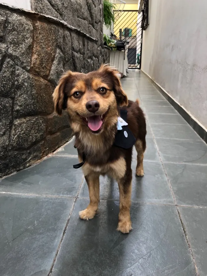 Cachorro ra a Vira lata  idade 1 ano nome Sem nome