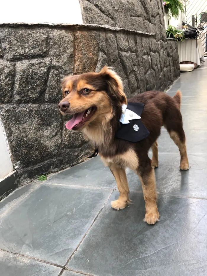 Cachorro ra a Vira lata  idade 1 ano nome Sem nome