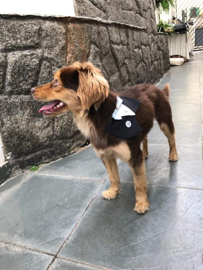 Cachorro ra a Vira lata  idade 1 ano nome Sem nome