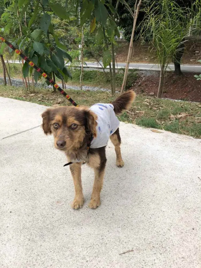Cachorro ra a Vira lata  idade 1 ano nome Sem nome