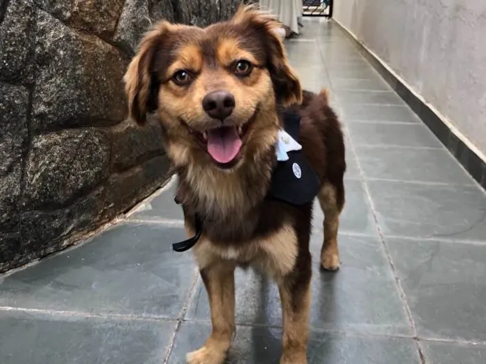 Cachorro ra a Vira lata  idade 1 ano nome Sem nome