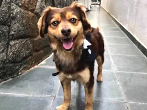 Cachorro raça Vira lata  idade 1 ano nome Sem nome