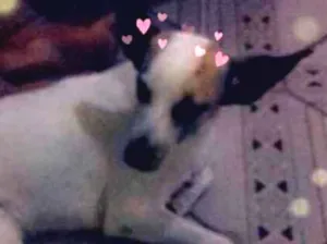 Cachorro raça SRD idade 2 anos nome Nina