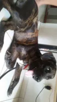 Totó