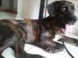 Totó