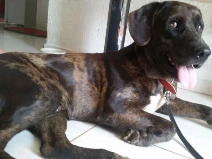Cachorro ra a Vira latinha idade 4 anos nome Totó