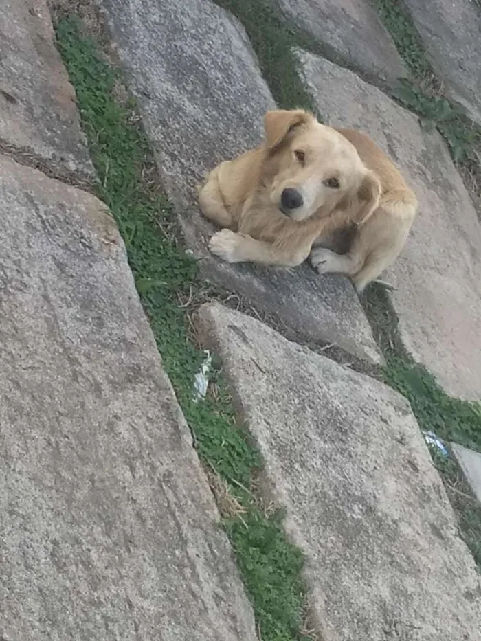 Cachorro ra a  idade 7 a 11 meses nome Não tem