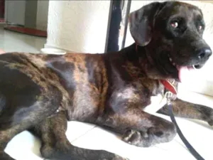 Cachorro raça Vira latinha idade 4 anos nome Totó