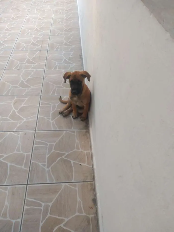 Cachorro ra a Mestiço idade 2 a 6 meses nome Luna