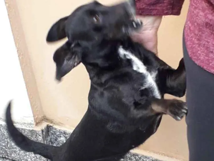 Cachorro ra a Vira lata idade 4 anos nome Manu