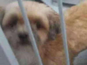 Cachorro raça Shih tzu idade 5 anos nome Vitória  e Safira